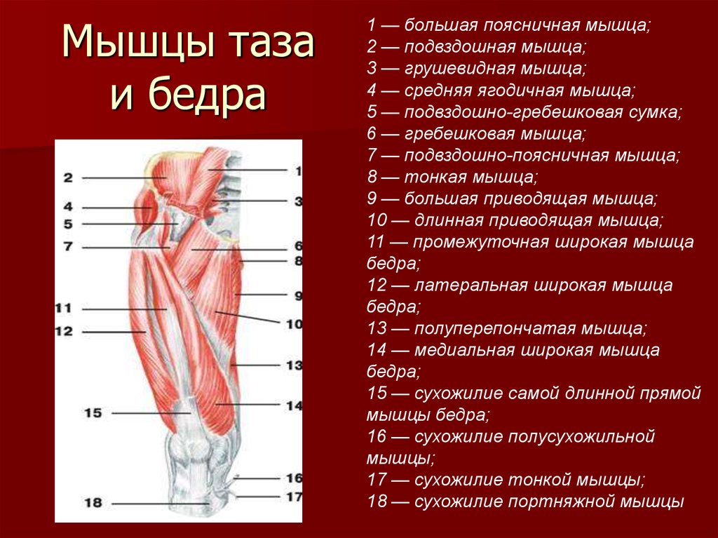 Бедро часть тела человека. Строение мышц бедра спереди. Мышцы таза вид спереди анатомия. Большая поясничная мышца и подвздошная мышца.