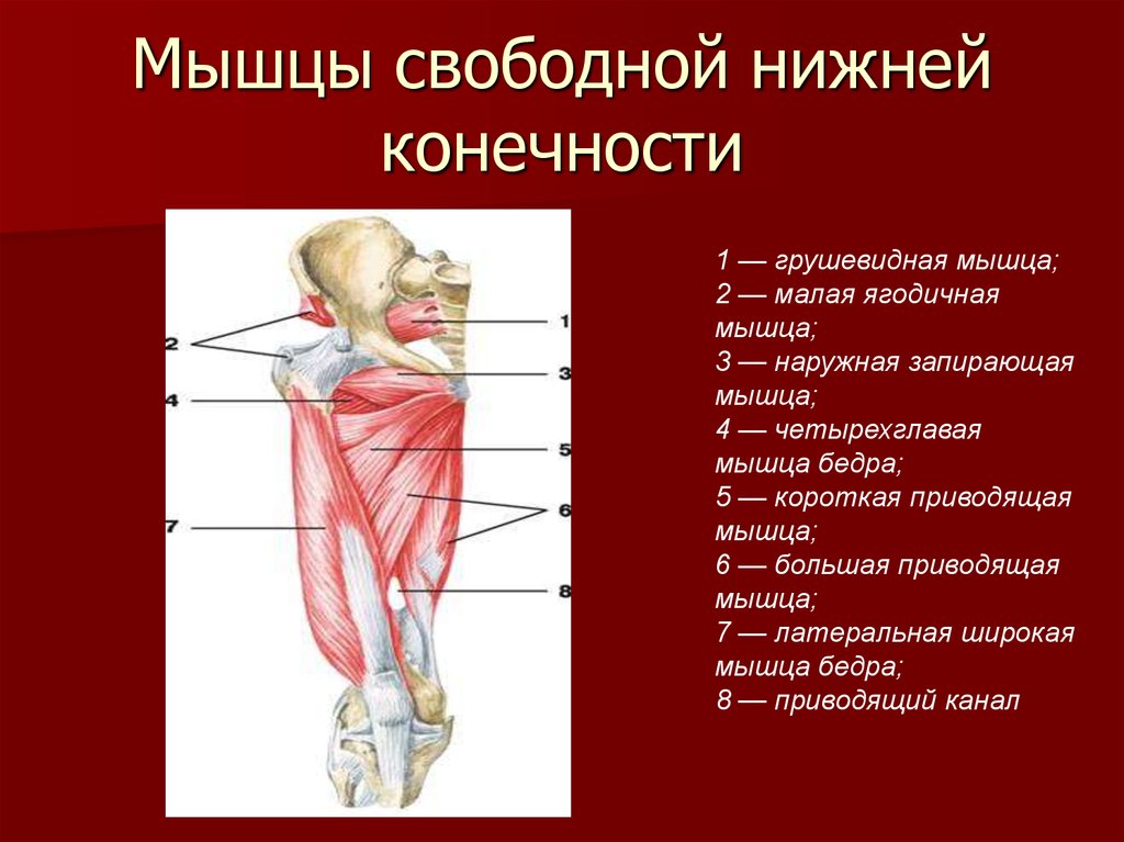 Мышцы нижних конечностей схема