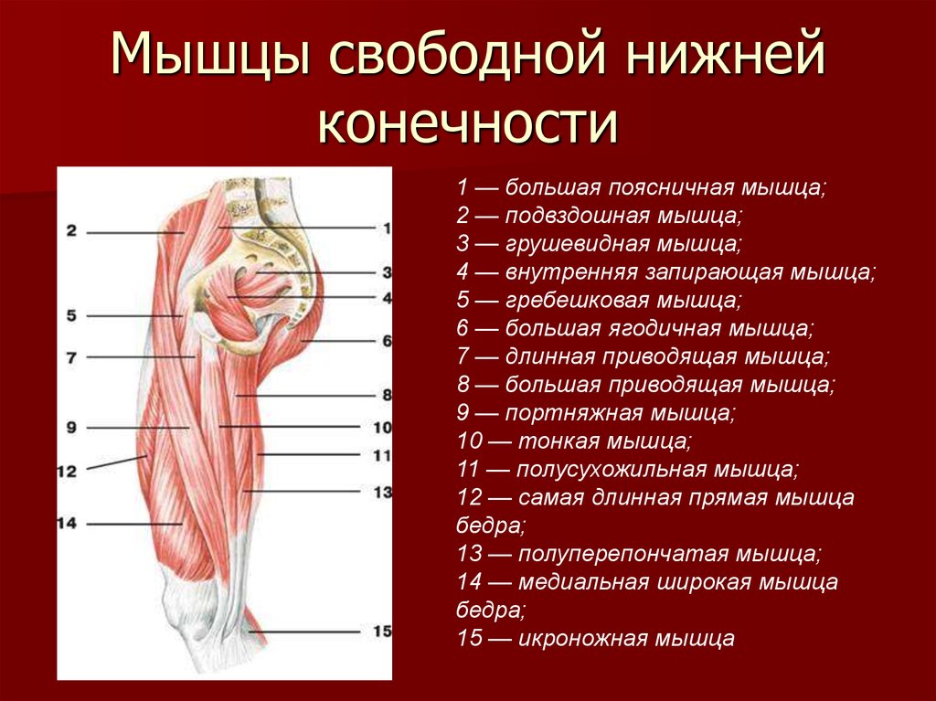 Мышцы нижних конечностей схема