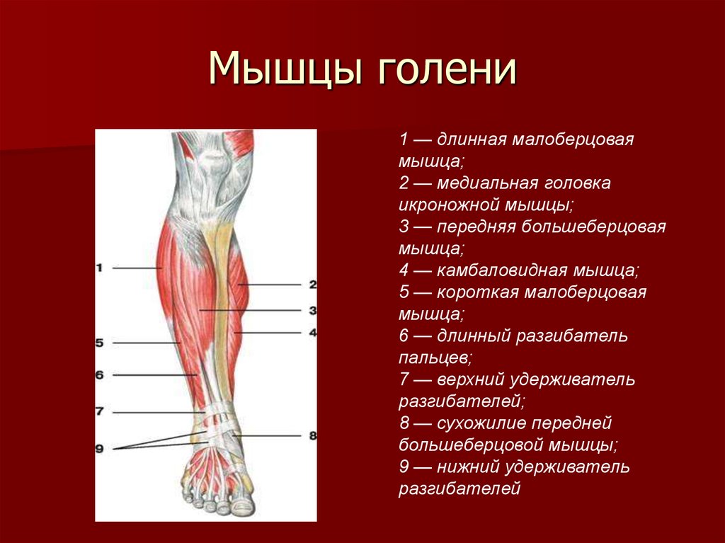 Строение ноги до колена. Задняя группа мышц голени анатомия. Анатомия мышц голени передняя группа. Мышцы голени передняя задняя и латеральная. Передняя большеберцовая мышца голени.