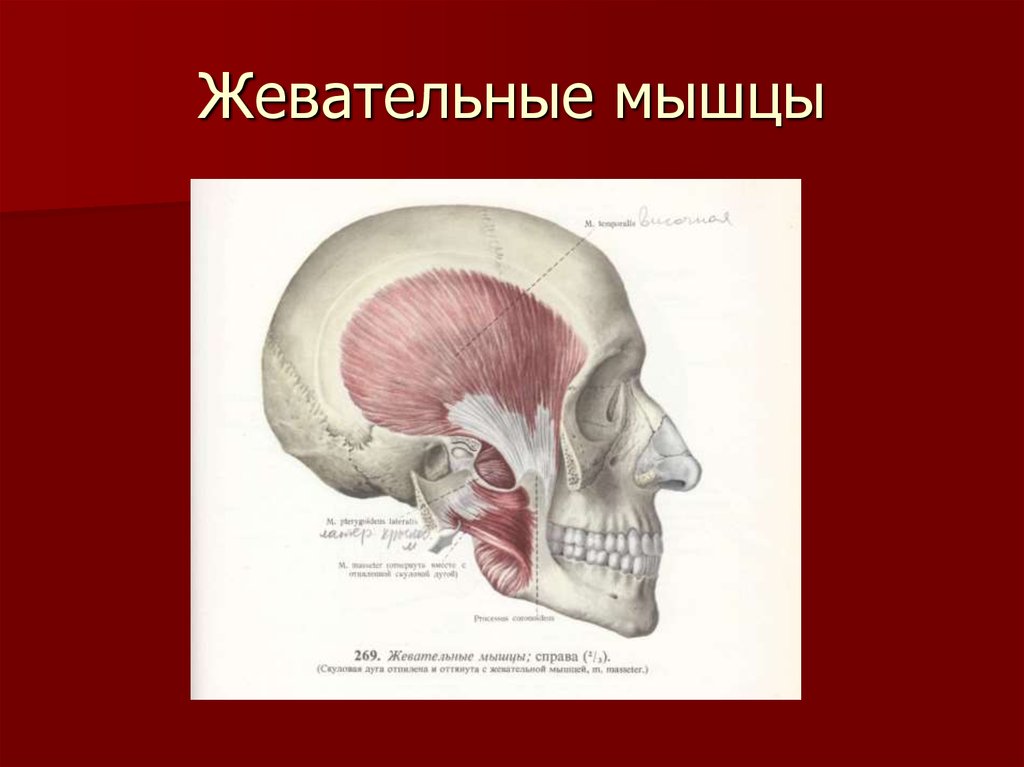 Жевательные мышцы. Жевательные мышцы вид справа. Крыловидная мышца лица. Жевательные мышцы лица фронтальный распил.