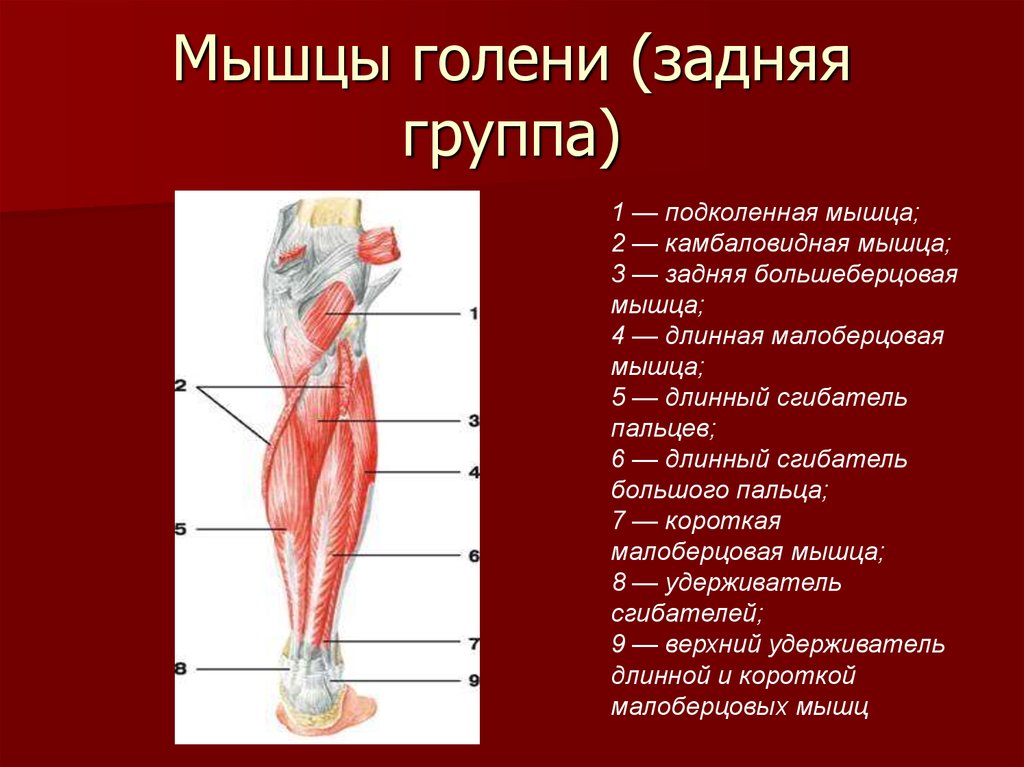 Передняя группа мышц голени. Мышцы голени задняя группа. Мышцы задней поверхности голени анатомия. Мышцы голени задняя группа глубокий слой. Мышцы голени задняя группа анатомия.