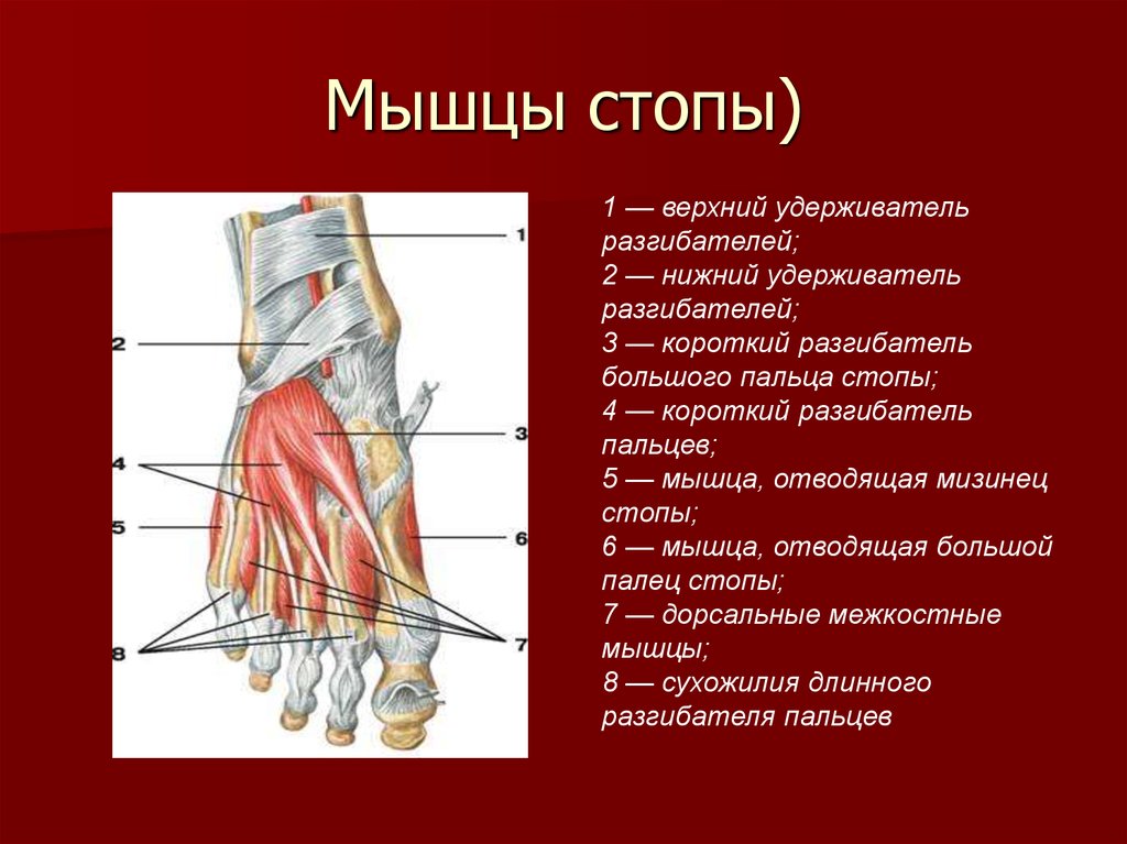 Сухожилия образованные из ткани. Сухожилия сгибателей пальцев стопы анатомия. Сухожилие сгибателя 1 пальца стопы. Сухожилия разгибателей стопы анатомия. Сгибательные мышцы стопы анатомия.