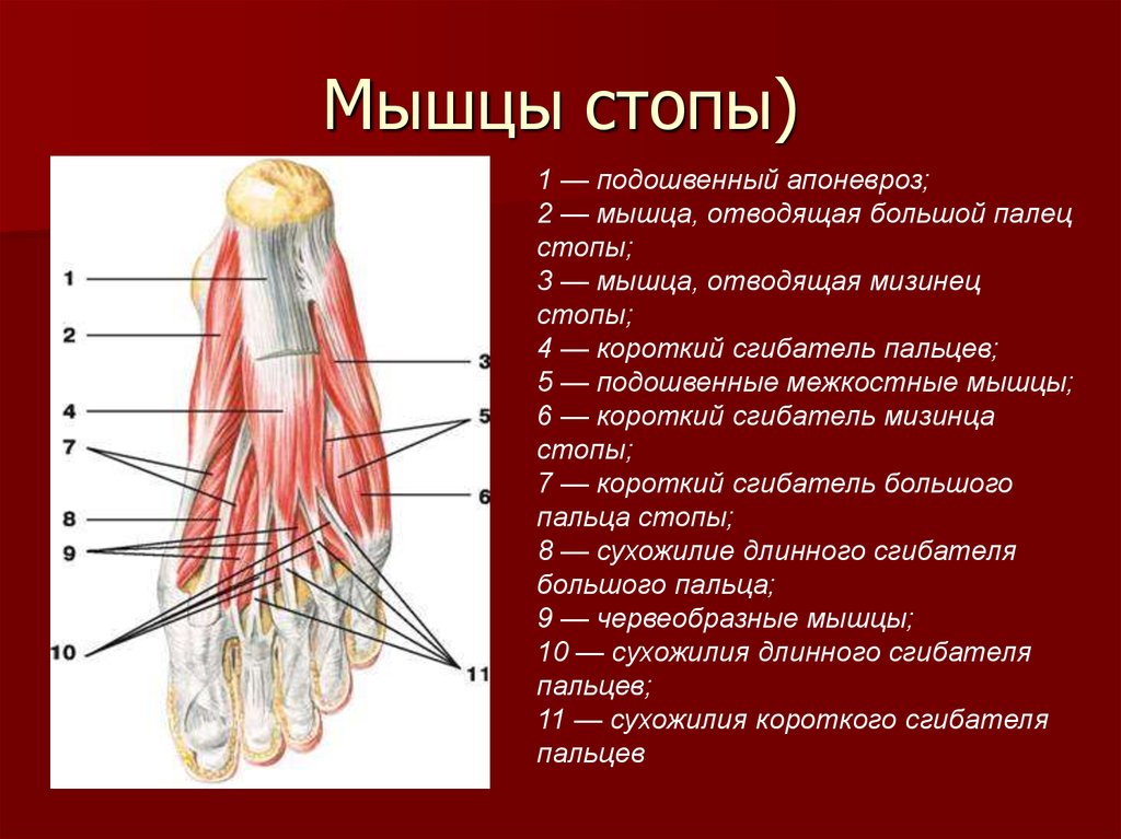 Мышцы стопы человека в картинках с названиями