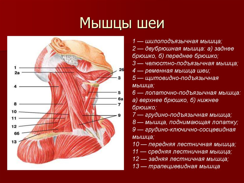 Мышцы шеи фото с описанием