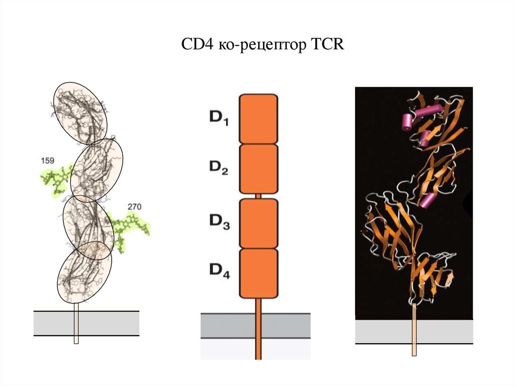 Выполнение клетками. Корецептор cd4. Cd4 корецептор функция. Корецепторы.