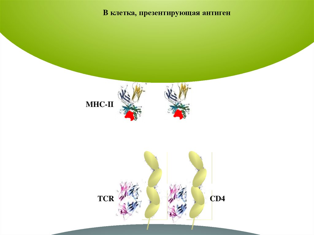 Выполнение клетками. Презентирующая клетка. Антигены MHC 2. Презентировать антигены т-клеткам. MHC Т клетка.