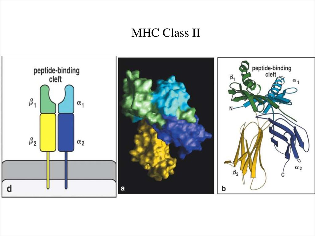 Выполнение клетками. Функции MHC. MHC 2 класса. MHC 1 функции. MHC Никола.