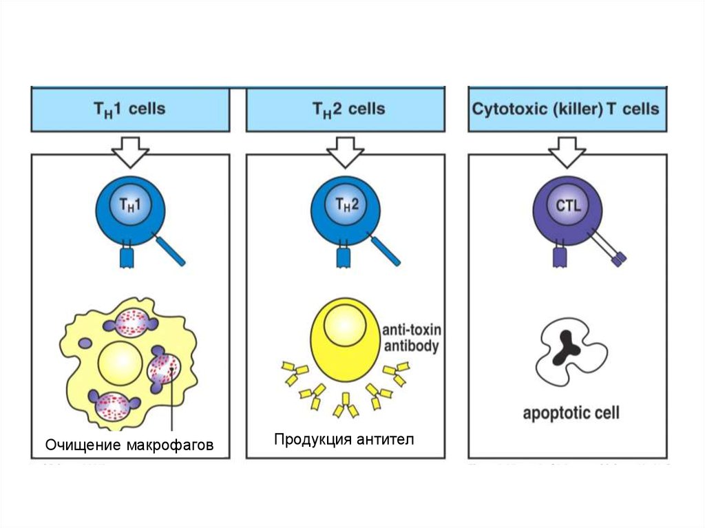 Т клетки. Т киллер CD 8. Элиминация антигена. Элиминация т клеток. Продукция антител.