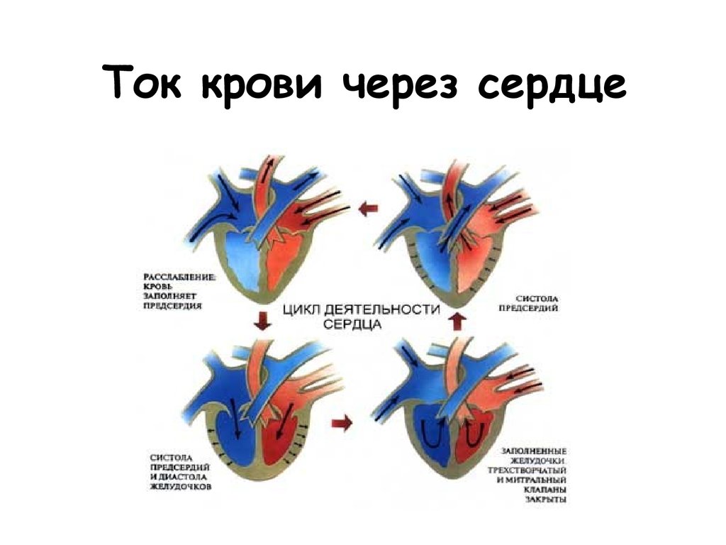 Ток в сердце. Схема потоков крови в сердце. Строение сердца и ток крови. Движение крови по сердцу схема. Схема строения сердца ток крови.