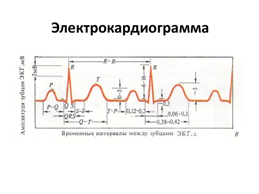 Схема экг. Электрокардиограмма физиология. Строение ЭКГ В норме. ЭКГ график физиология. Схема электрокардиограммы.