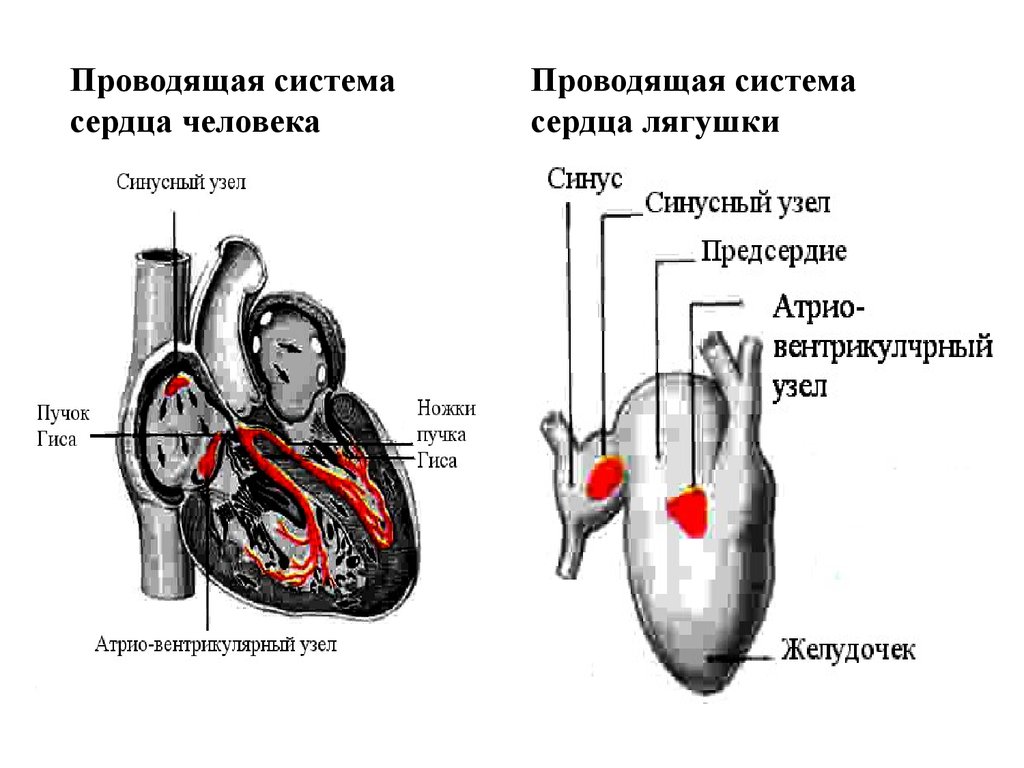 Свойства сердечной. Физиология деятельности сердечной мышцы. Структура сердечной мышцы физиология. Гуморальная регуляция деятельности сердца лягушки. Проводящая система сердца лягушки.