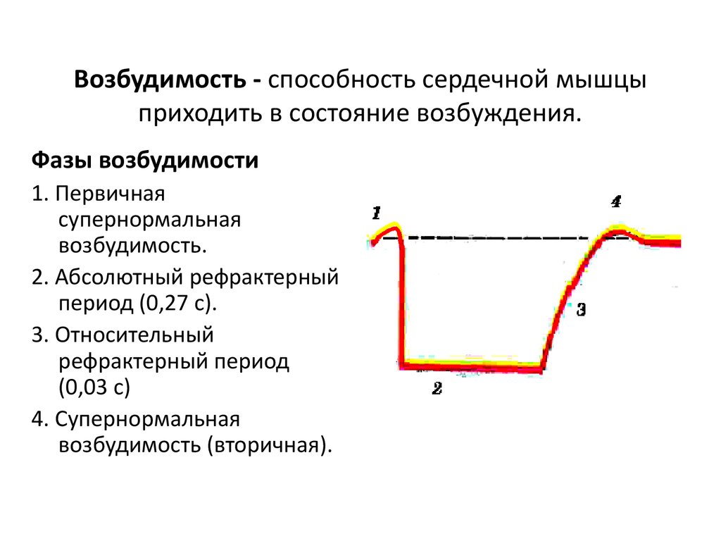 Состояние возбуждения. Потенциал действия, фазы возбудимости и сокращения сердечной мышцы.. Перечислите фазы возбудимости сердечной мышцы. Изменение возбудимости сердечной мышцы в процессе возбуждения. Нарушение возбудимости сердца.