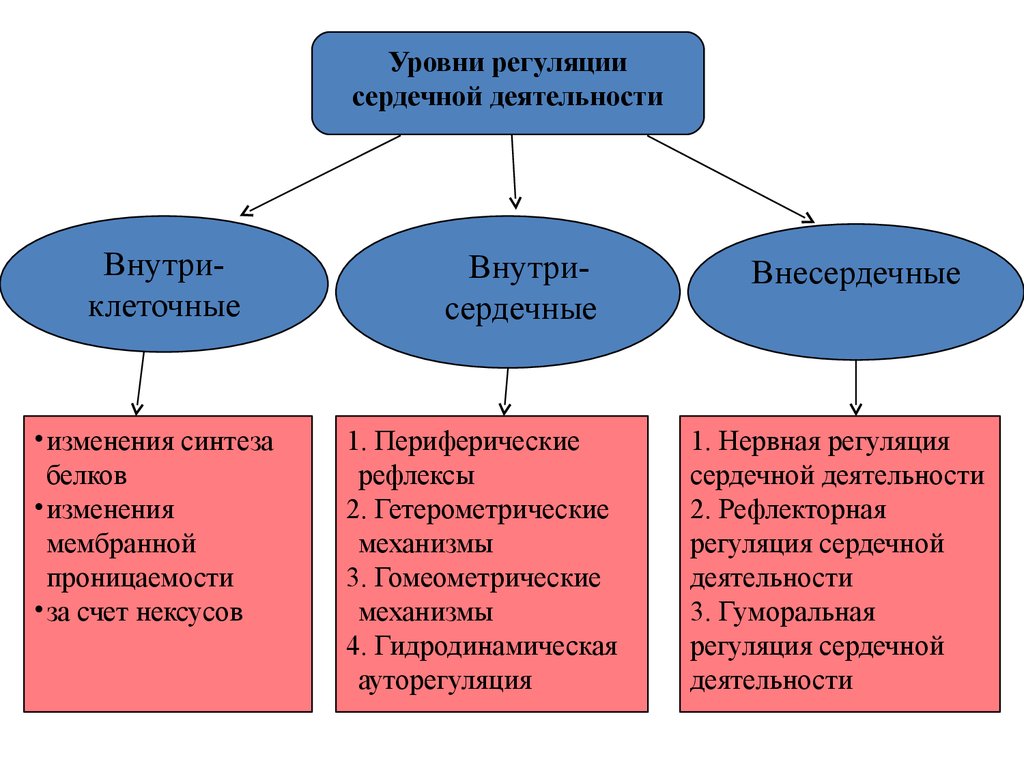 Уровни сердца. Уровни регуляции деятельности сердца. Классификация механизмов регуляции деятельности сердца. Схема механизмы регуляции деятельности сердца. Нервные механизмы регуляции деятельности сердца.