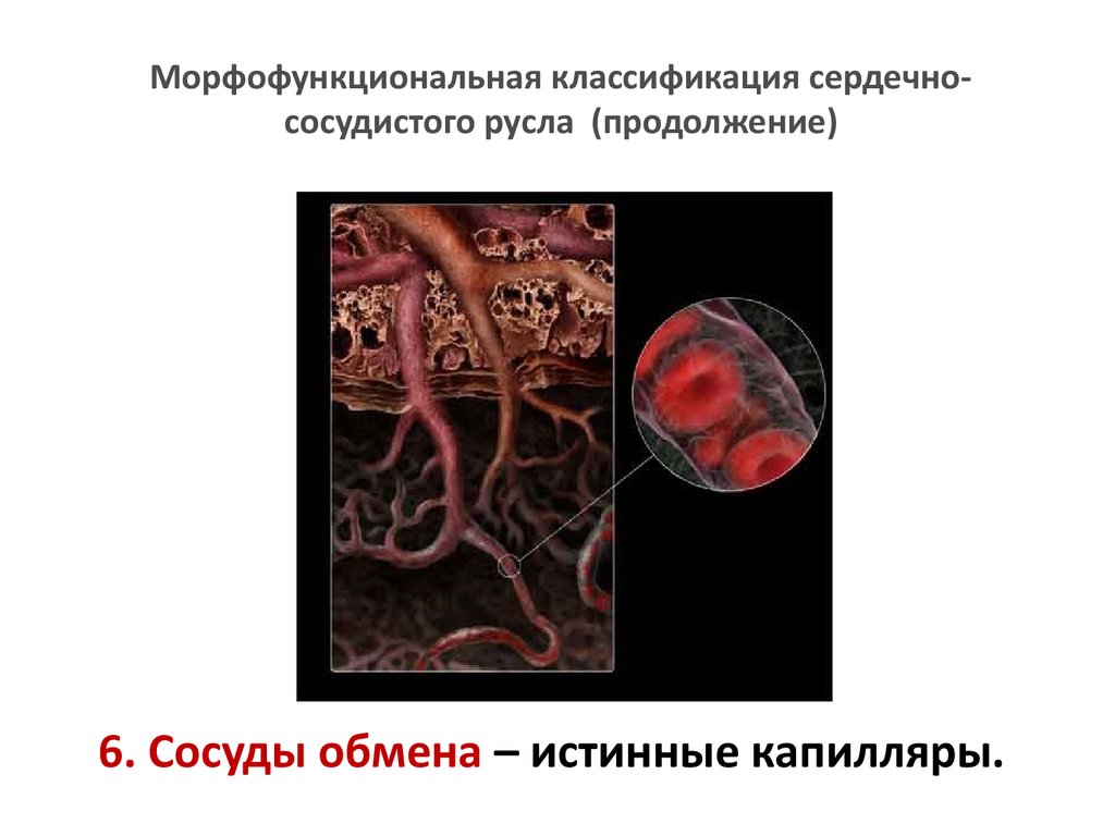 Сосудистое русло. Морфофункциональная характеристика сосудов. Морфофункциональная классификация сосудов. Истинные капилляры. Реабсорбция в сосудах микроциркуляторного русла.