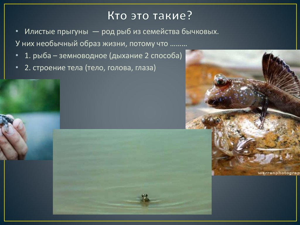 Кто это такие?