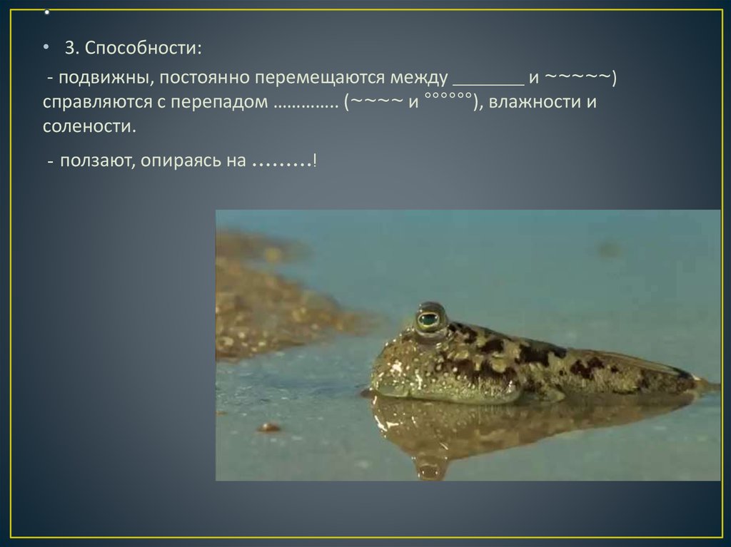 Илистые прыгуны - презентация онлайн