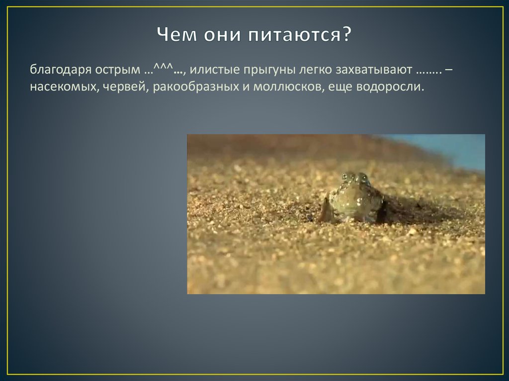 Чем они питаются?