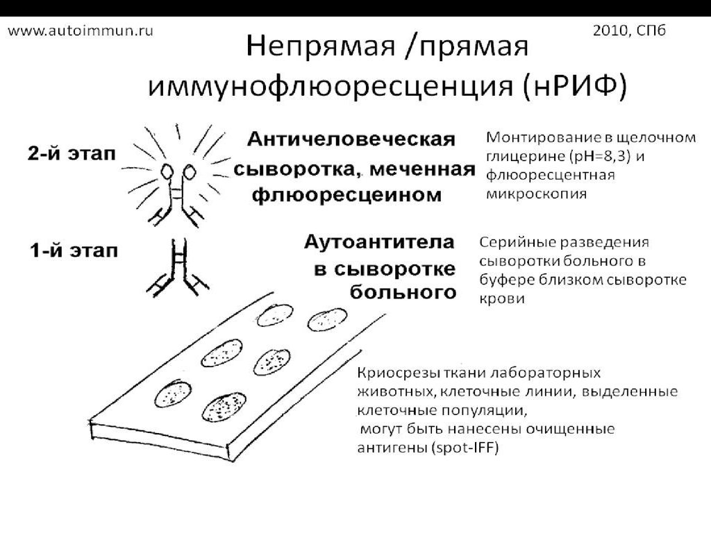 Риф это микробиология. Механизм реакции иммунофлуоресценции (риф): прямой и непрямой.. Метод прямой и непрямой иммунофлюоресценции. Иммунофлюоресцентный метод схема. Схема реакции иммунофлуоресценции.