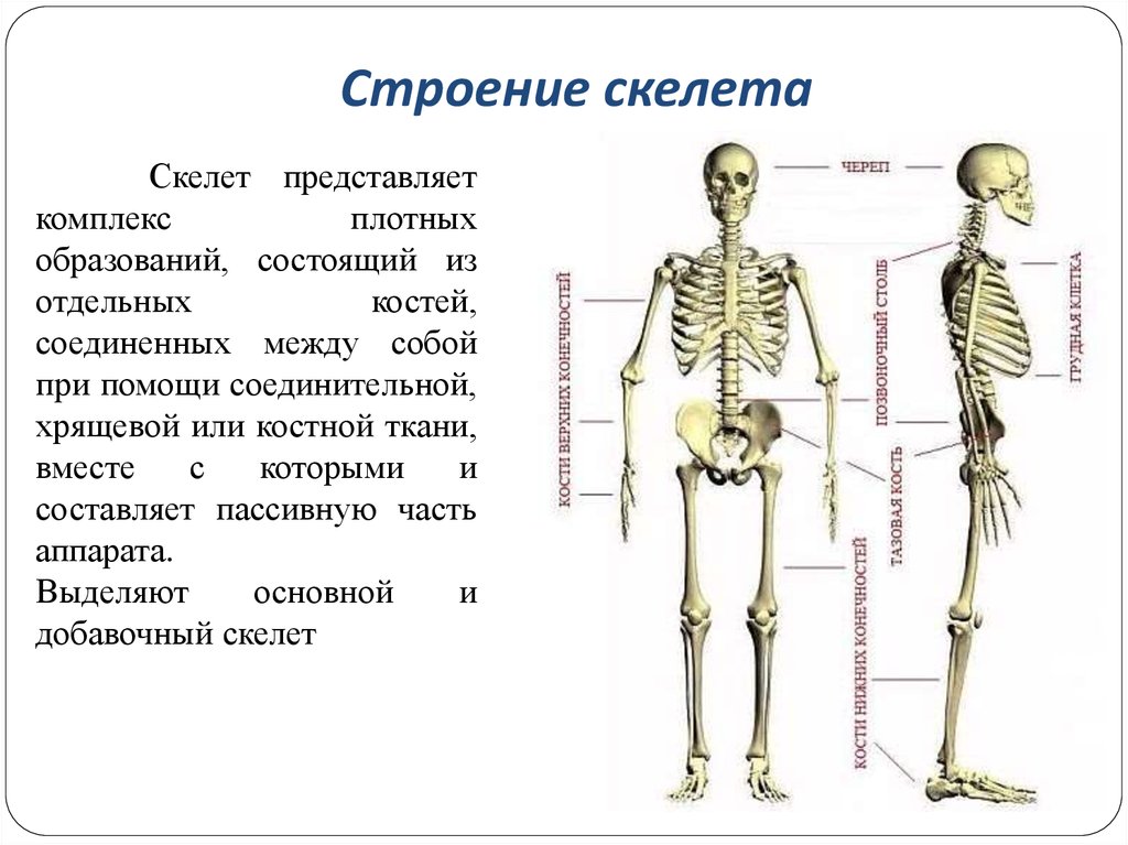 Скелет организации. Осевой скелет человека с названием костей. Строение скелета с названием костей. Костная система человека строение и состав скелета. Анатомия основные части скелета.