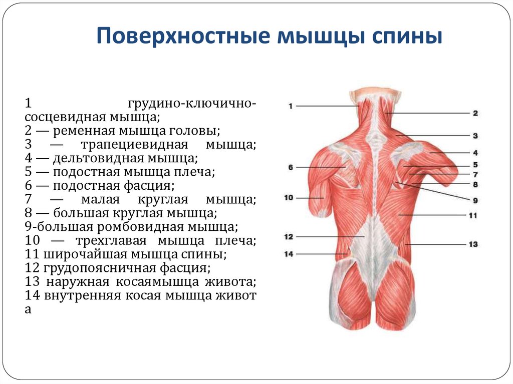 Болит мышца спины справа. Схема мышц спины человека анатомия.