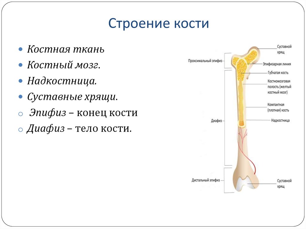 Какое строение имеют кости. Строение кости человека. Основные элементы строения трубчатой кости. Трубчатая кость строение анатомия. Строение и состав трубчатой кости.