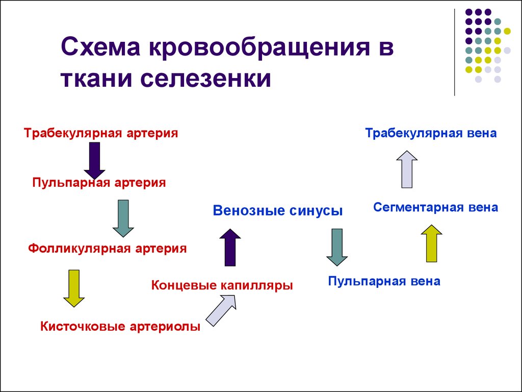 Схема кровоснабжения селезенки