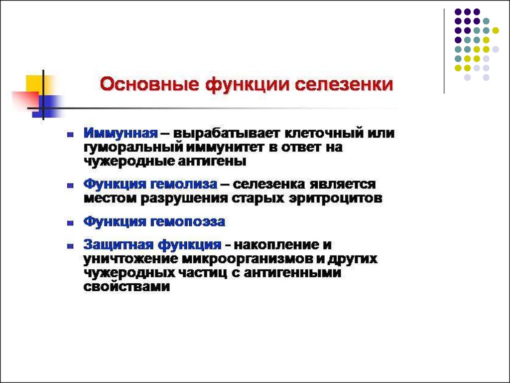 В состав какой системы органов входит селезенка. Основные функции селезенки. Селезенка функции в организме. Селезёнка роль в организме. Функции селезёнки у человека.