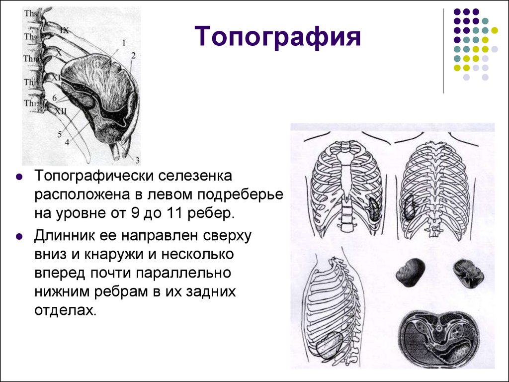 Селезенка анатомия презентация