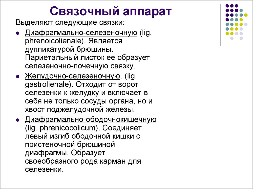 Селезеночные связки. Связочный аппарат селезенки. Связки селезенки анатомия. Селезеночно диафрагмальная связка. Селезеночно почечная связка.