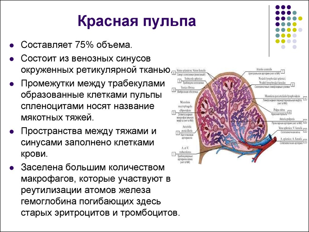 Состав селезенки