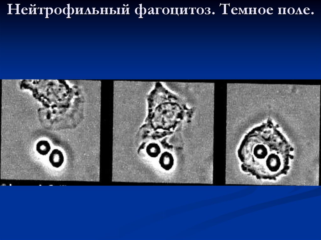 Фагоцитоз был открыт