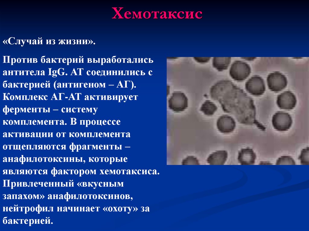 Факторы хемотаксиса