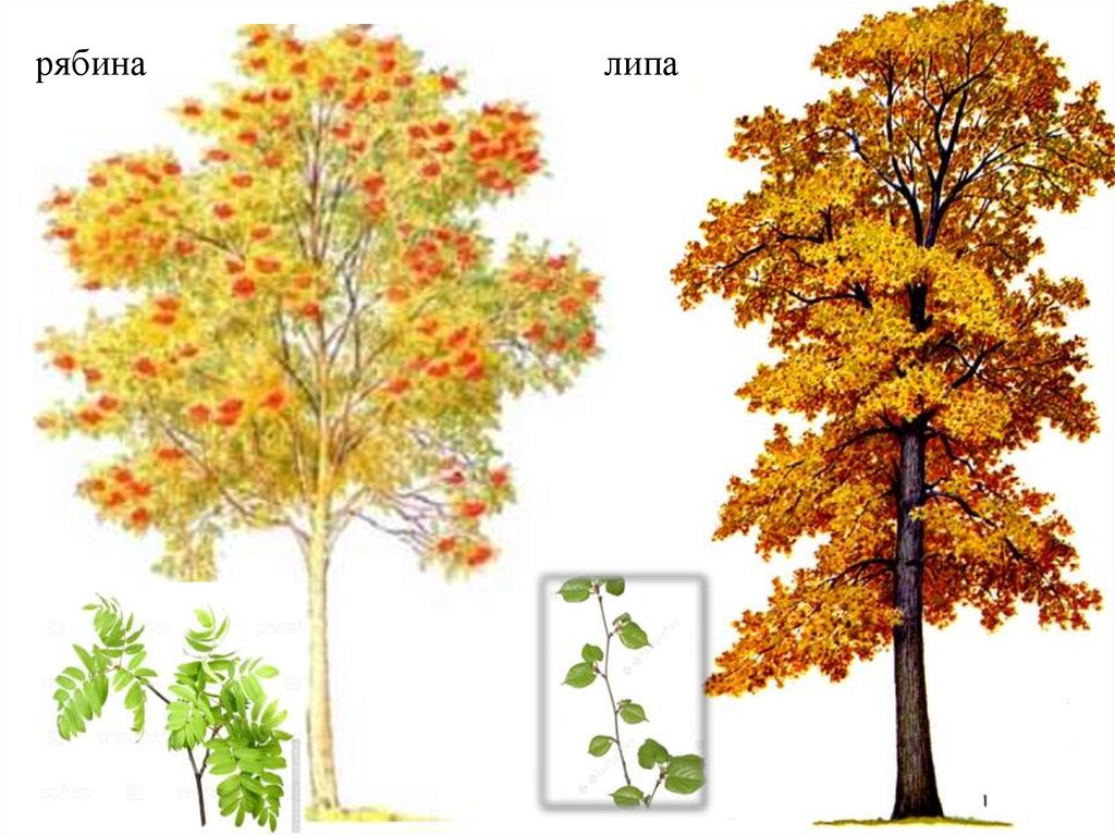 Рябина и клен дерево. Осенние деревья с названиями. Деревья осенью для детей. Дерево картинка для детей. Осенняя рябина дерево.