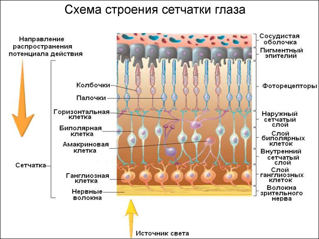 Схема строения сетчатки глаза