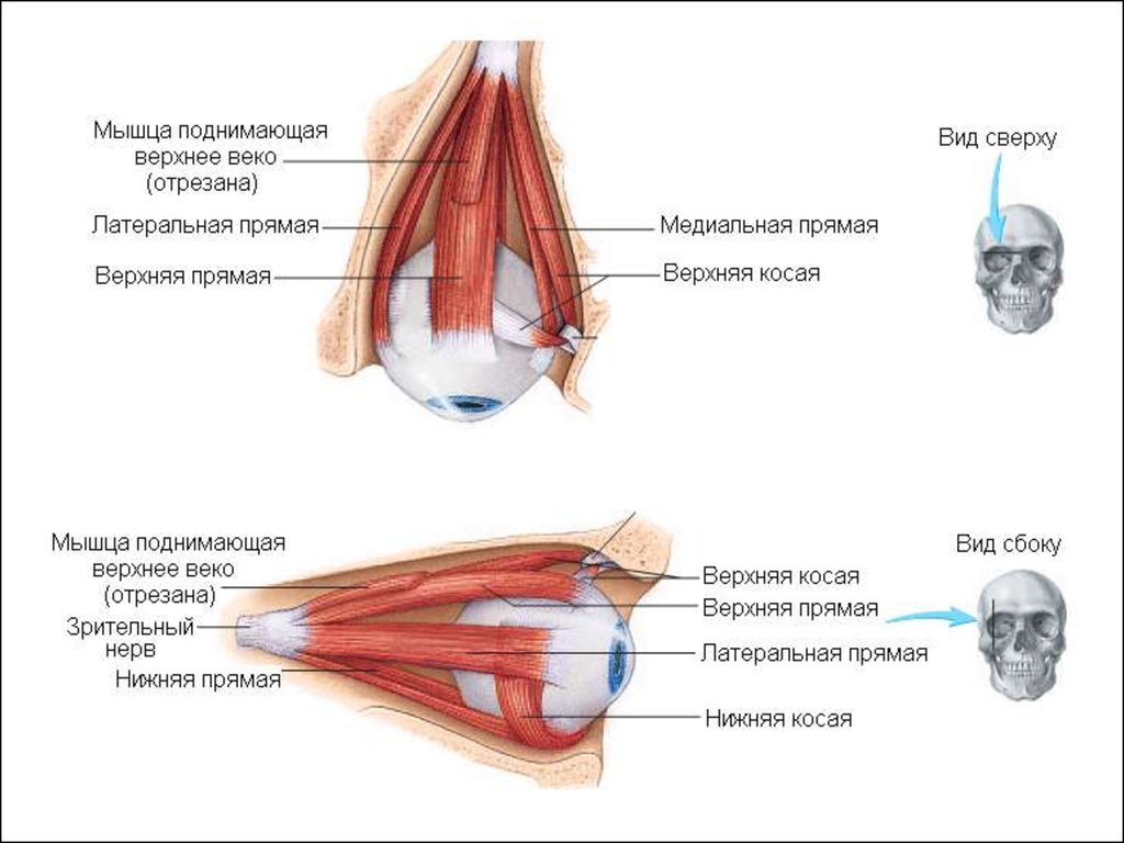 Повышенное верхнее. Мышца поднимающая верхнее веко анатомия. Мышцы глаза человека анатомия. Латеральная и медиальная прямые мышцы глаза. Мышца поднимающая веко глаза.