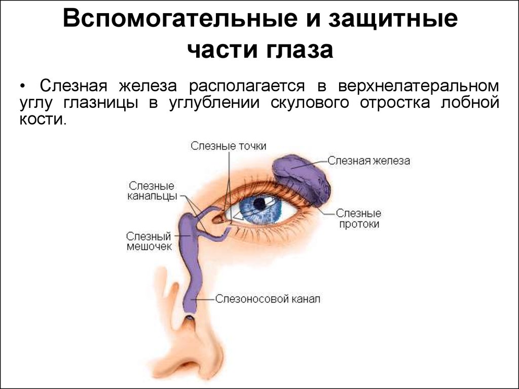 Строение слезной железы. Глазничная часть слезной железы. Слезная железа располагается.