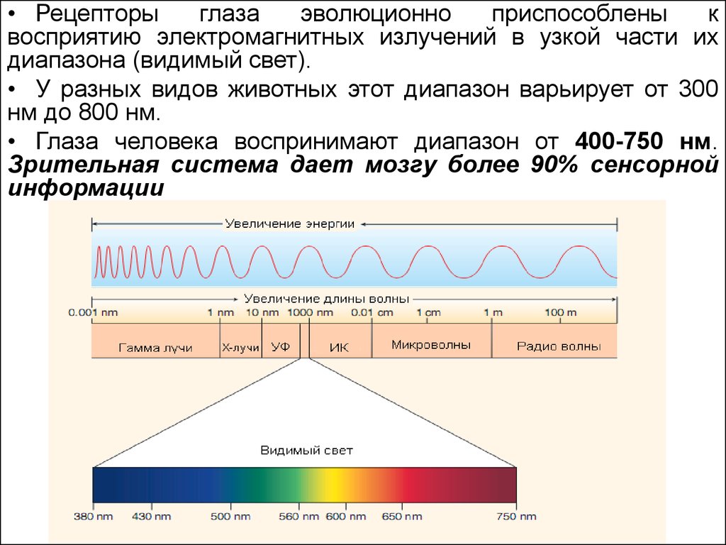 Видимый свет история. Диапазон видимого света. Рецепторы зрения. Свет это видимое электромагнитное излучение. Регистрация видимого света.