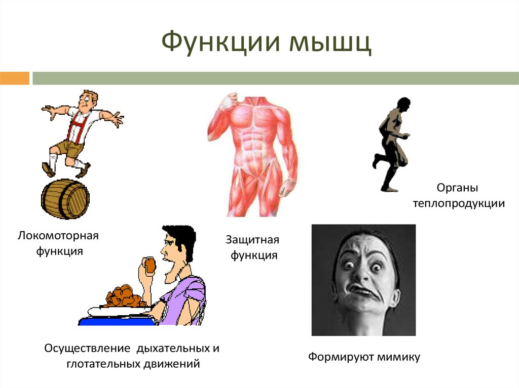 Укажите функции мышечной системы. Функции мышц. Функции мышц в теле человека. Перечислите основные функции мышц. Защитная функция мышц.