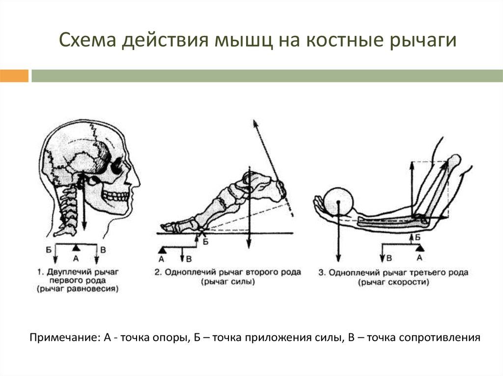 Схема работы мышц