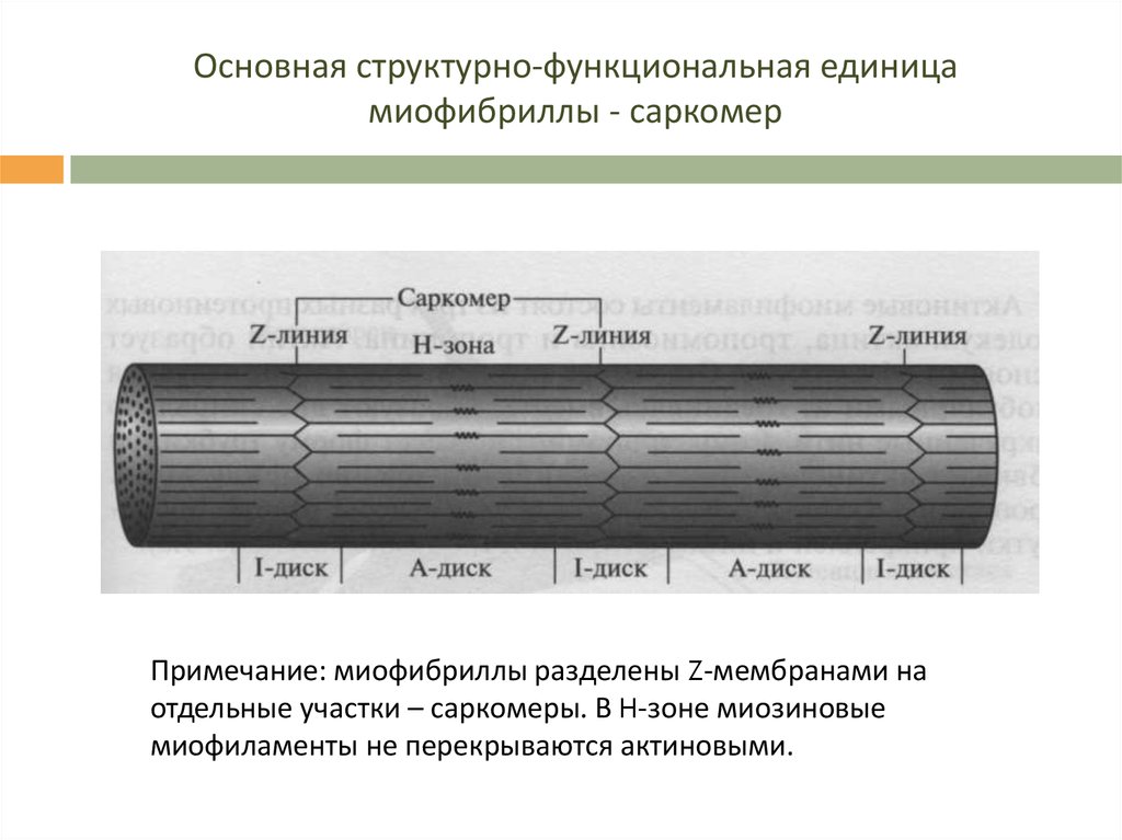 Основная структурно функциональная единица. Функциональная единица миофибриллы. Структурно-функциональная единица миофибриллы. Основная функциональная единица миофибриллы. Миофибриллы: организация миофиламентов в саркомере.