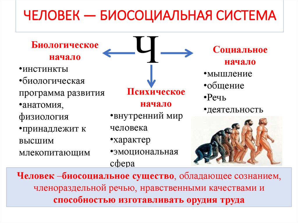 Социальное в человеке обществознание. Интеллект карта человек как биосоциальное существо. Человек биосоциальное существо Обществознание 6 класс. Биологическая и социальная природа человека. Человек Биосоциальная система.