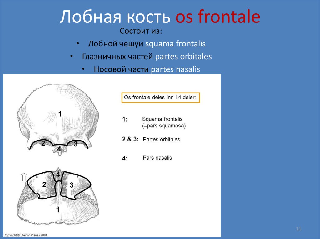 Большие лобные кости