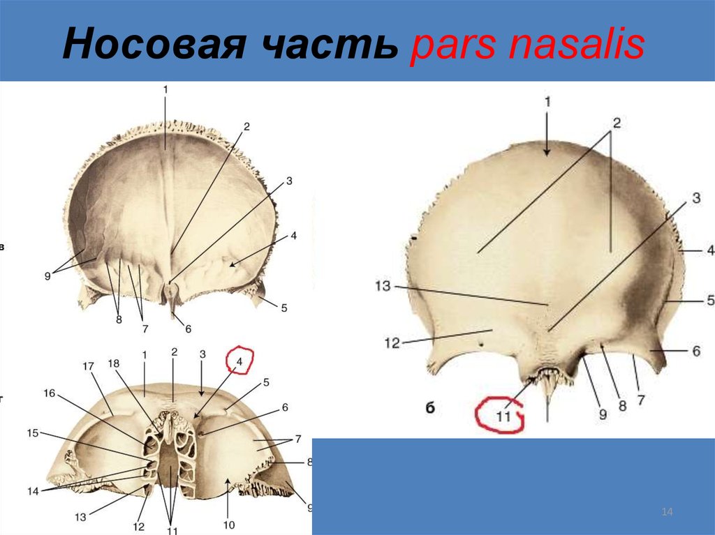 Лобная кость черепа. Носовая часть лобной кости. Носовая часть лобной кости анатомия. Лобная кость носовая часть. Носовая часть черепа анатомия.