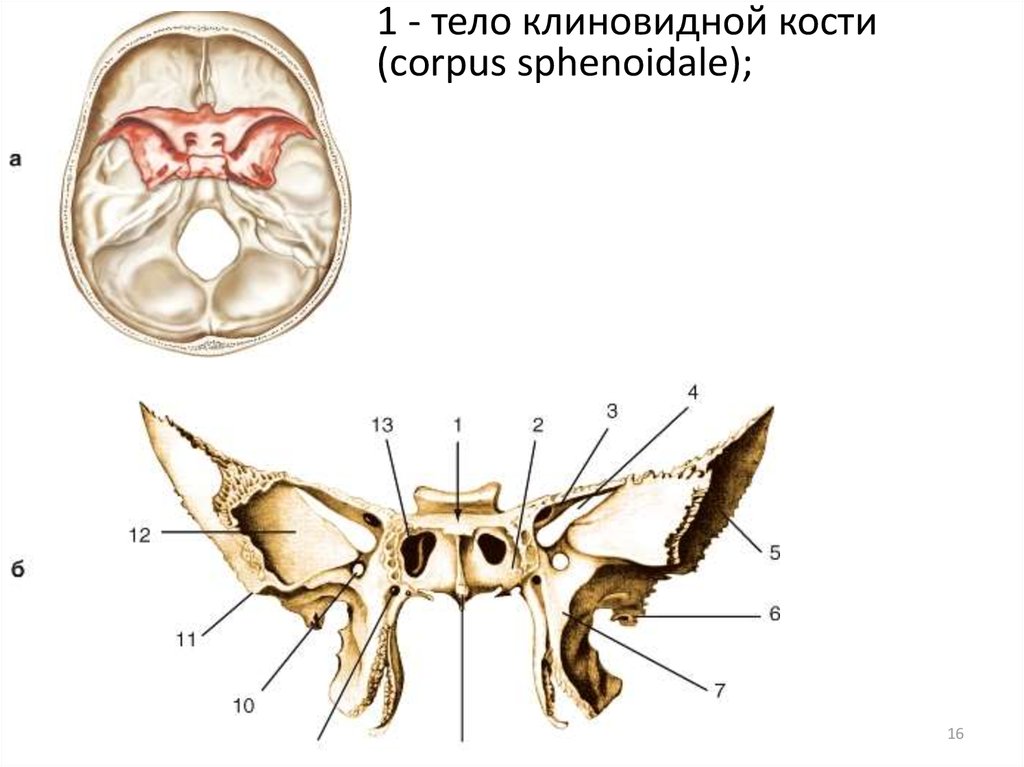 Клиновидная кость черепа рисунок