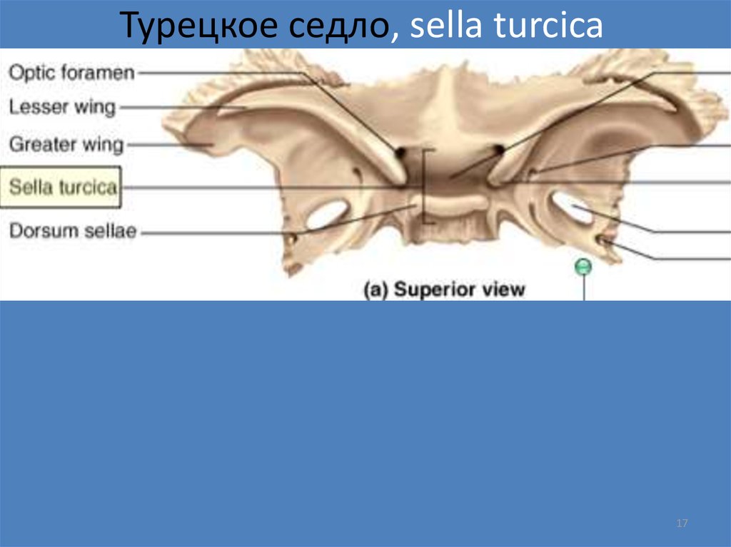 Мозг седло. Турецкое седло, Sella Turcica. Турецкое седло в головном мозге строение. Турецкое седло анатомия черепа. Что расположено в турецком седле анатомия.