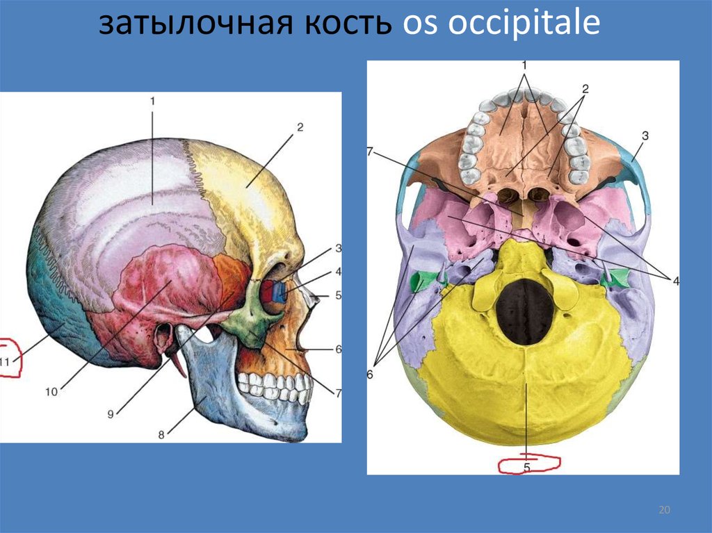 Задние кости черепа. Анатомия затылочной кости черепа. Строение костей черепа затылочная. Строение черепа затылочная кость. Строение затылочной кости черепа человека анатомия.