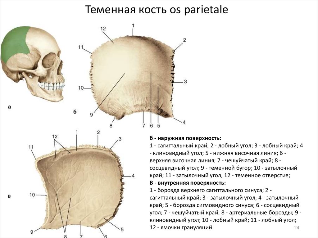 Лобная теменная затылочная кость. Теменная кость анатомия человека. Теменная кость черепа анатомия. Теменная кость черепа анатомия человека. Левая теменная кость наружная поверхность.