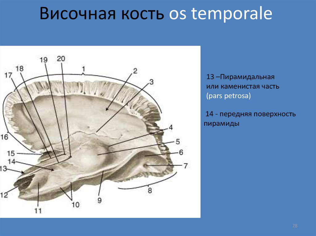 Пирамида кости. Височная кость передняя поверхность пирамиды. Пирамида (каменистая часть) височной кости. Пирамида височной кости каменистая часть анатомия. Пирамида височной кости анатомия.