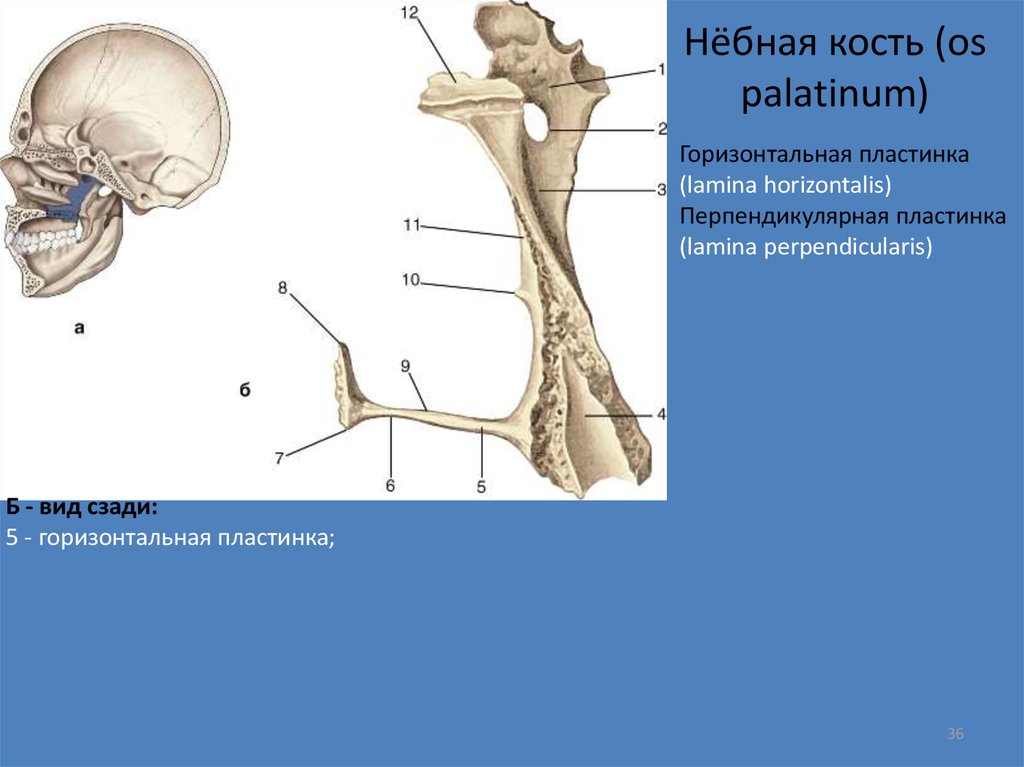 Небная кость. Небная кость (os Palatinum). Строение небной кости черепа. Горизонтальная пластинка небной кости. Перпендикулярная пластинка небной кости.